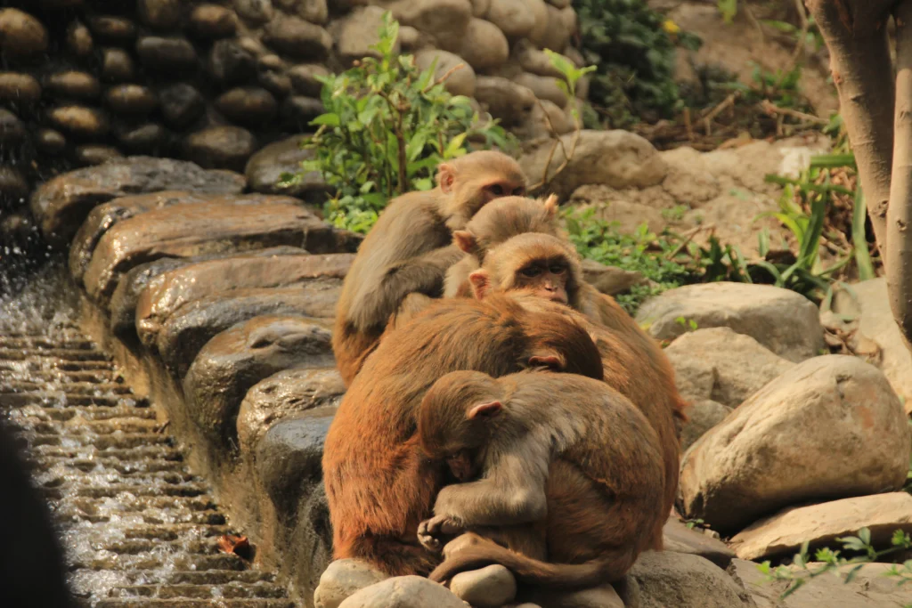 Orangutan at rehabilitation center