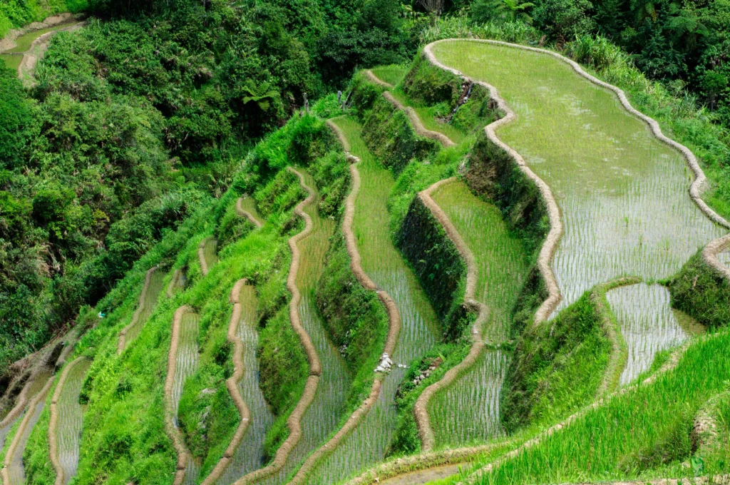 Sapa terraced rice fields for trekking